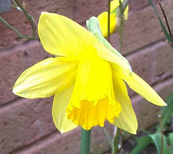 [The Daffodil or Lent lily - narcissus genus_edited-1[4].jpg]