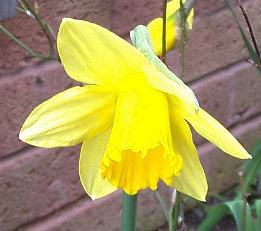 The Daffodil or Lent lily - narcissus genus_edited-1