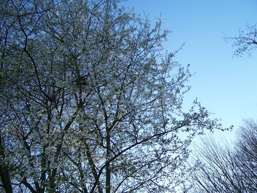 Blackthorn white petal blossoms - sloe