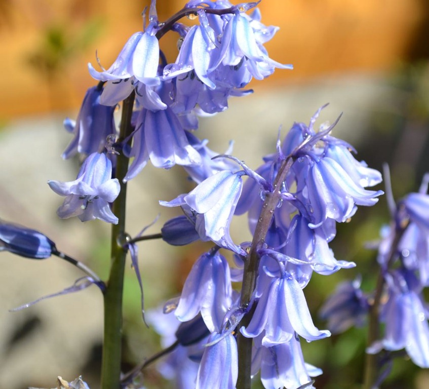 [Domesticated bluebell flowering in May[3].jpg]