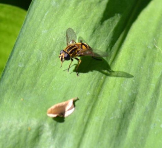 Hover-fly Helophilus pendulus