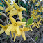 Forsythia