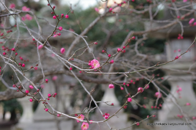 Весна в Киото 