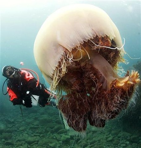 [meduza.2[9].jpg]