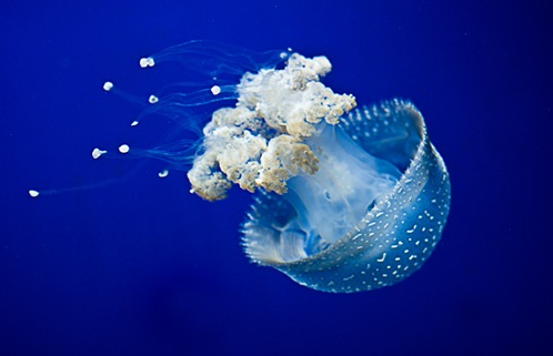 meduza.5