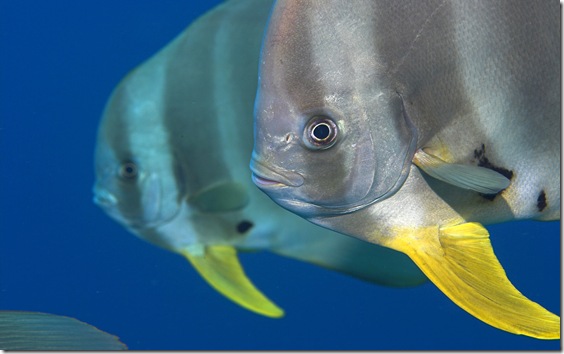 Longfin batfish (Platax teira), Maldives