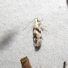 Stripe-backed Moth