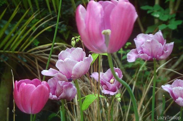 [Purple tulips 007[6].jpg]