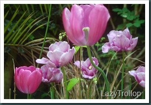 Purple tulips 007