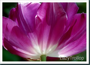 Purple tulips 003