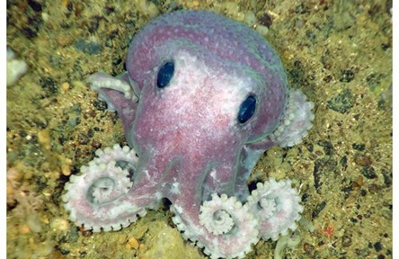 DFOhandout octopus