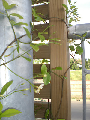 Rhynchospermum jasminoides
