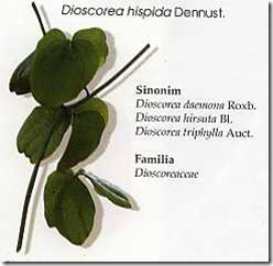 Gadung (Dioscorea hispida Dennust)