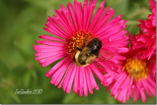 red aster with bee and logo