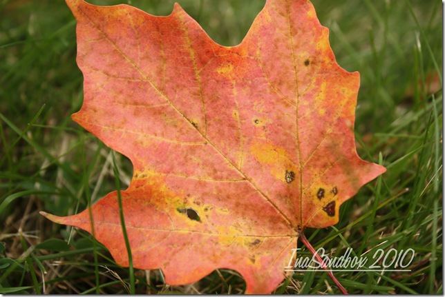 maple leaf with logo