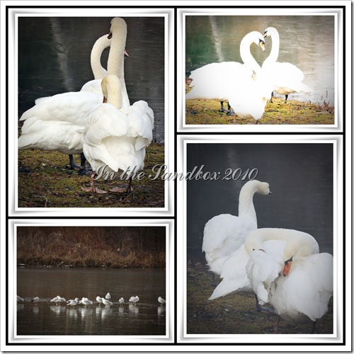 swans mosaic