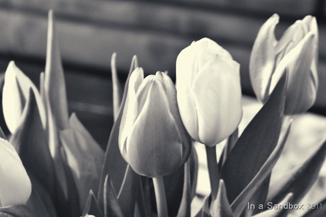 [Tulips ala Ashley Sisk[10].jpg]