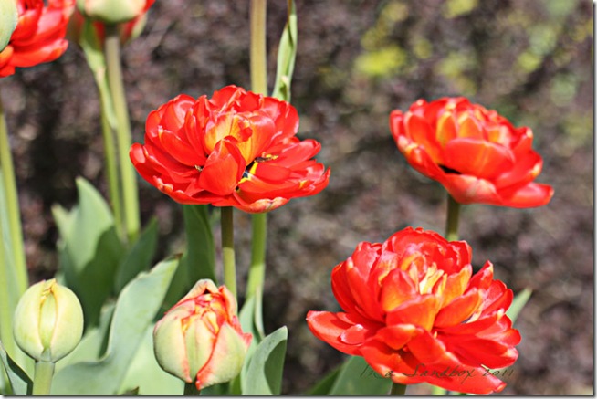 Irridescent-red-tulips-LR