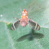 Flash acrobat fly