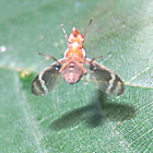 Flash acrobat fly