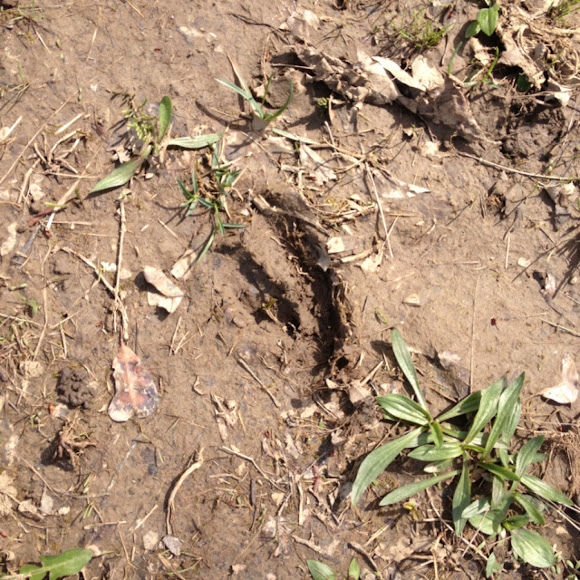 Whitetailed Deer Tracks Project Noah
