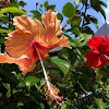 hibiscus flower