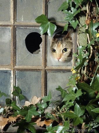[Cat Looking Out Window[6].jpg]