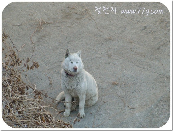 철천지DSC06316