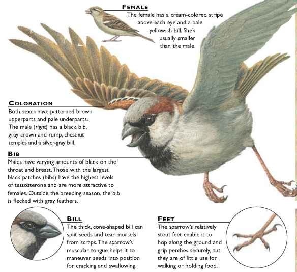 House Sparrow (Birds)