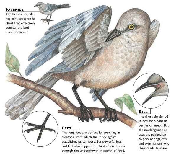 Northern Mockingbird (Birds)