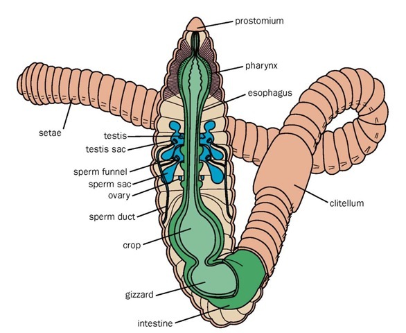 External Anatomy Of Earthworm external-anatomy-of-earthworm