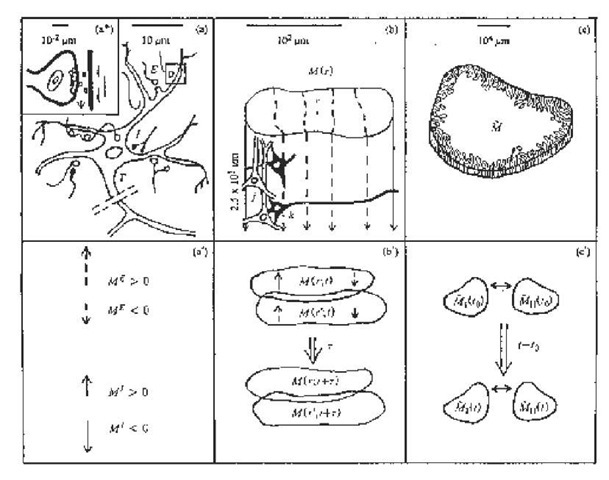 Illustrated are three biophysical scales of neocortical interactions: (a)-(a*)-(a') microscopic neurons; (b)-(b') mesocolumnar domains; (c)-(c) macroscopic regions (Ingber, 1983). SMNI has developed appropriate conditional probability distributions at each level, aggregating up from the smallest levels of interactions. In (a*) synaptic inter-neuronal interactions, averaged over by mesocolumns, are phenomenologically described by the mean and variance of a distribution ¥. Similarly, in (a) intraneuronal transmissions are phenomenologically described by the mean and variance of r. Mesocolumnar averaged excitatory (E) and inhibitory (I) neuronal firings Mare represented in (a'). In (b) the vertical organization of minicolumns is sketched together with their horizontal stratification, yielding a physiological entity, the mesocolumn. In (b) the overlap of interacting mesocolumns at locations r and r' from times t and t + t is sketched. In (c) macroscopic regions of neocortex are depicted as arising from many mesocolumnar domains. (c) sketches how regions may be coupled by long-ranged interactions. 