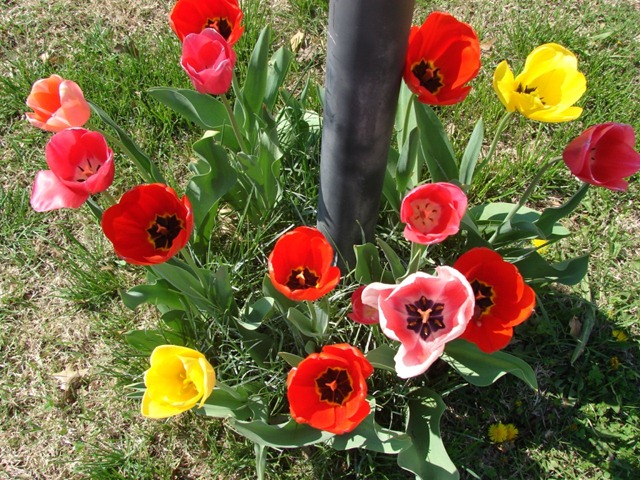 [tuliptops[3].jpg]