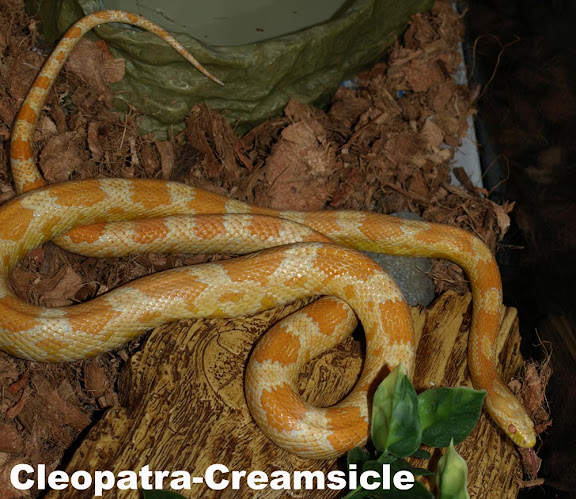 Cleopatra_Creamsicle.jpg