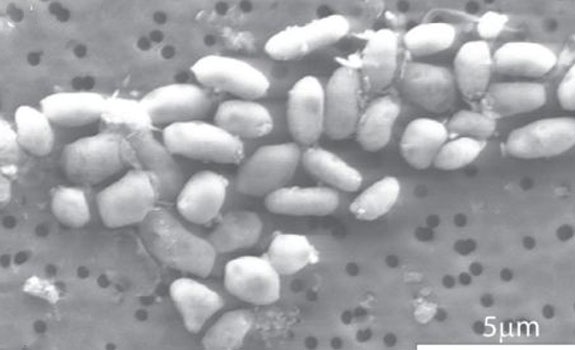 [clip_image001[4].jpg]