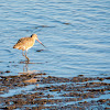 Marbled Godwit