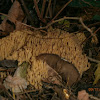 Coral-like fungus sp.