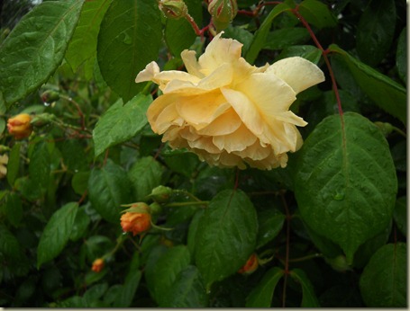 DSCN2165 DSCN2165