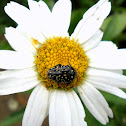 Common Dotted Fruit Chafer