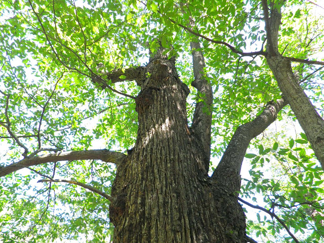 Castaños de las Machotas