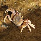 Pink ghost crab