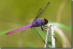 dragonflies_slide1