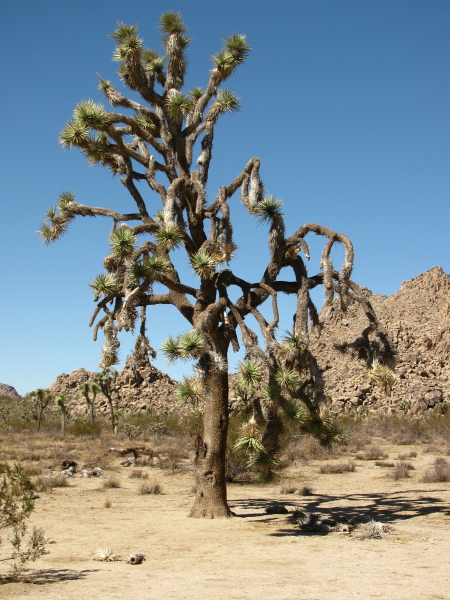 A particularly large Joshua tree.