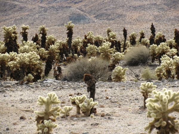 landscape of cholla cacti
