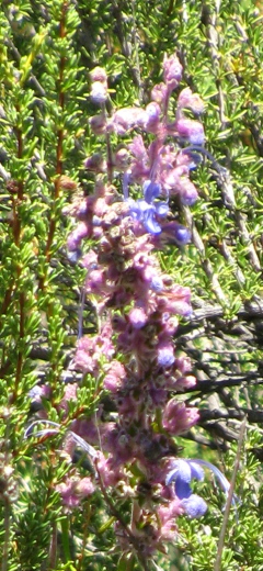 Blue sage flowers on another bush.