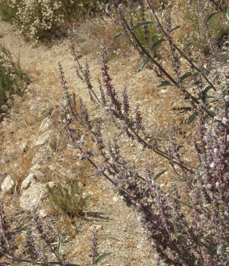 A flowering white sage reaches accross the trail.