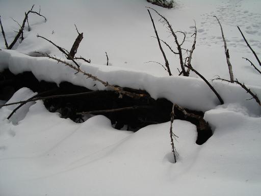 partly exposed fallen tree