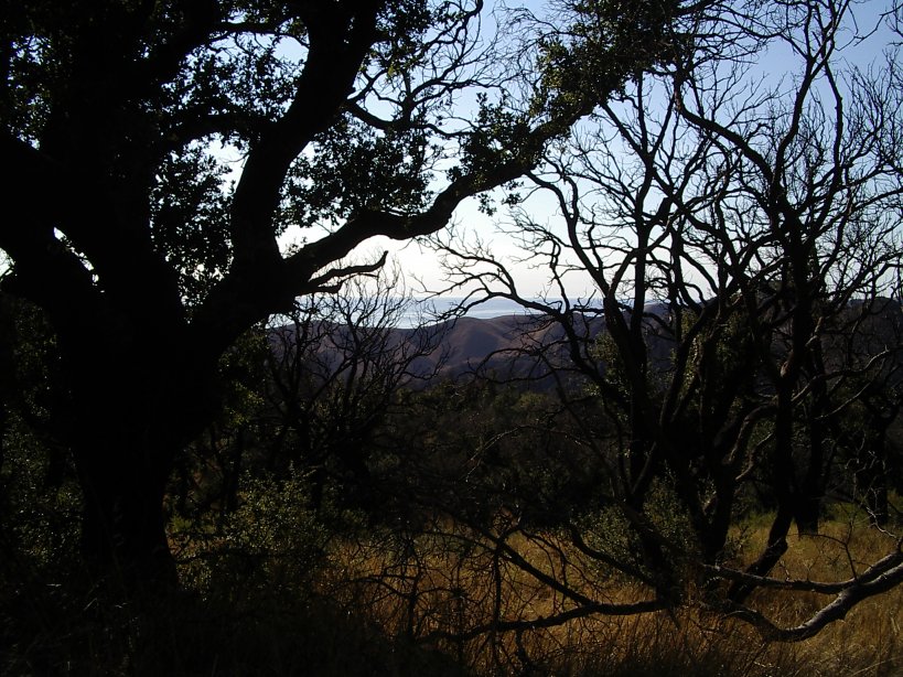 brown hills through the spaces around fire darkened oaks in foreground