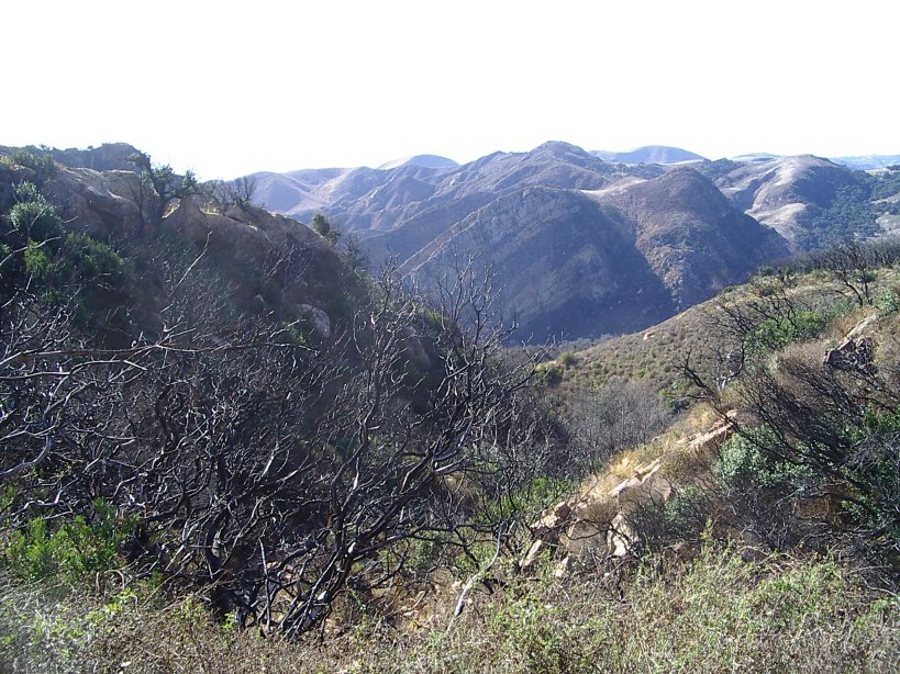 sandstone uplift and long burned bushes