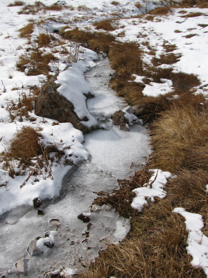The ice encased streamlet.